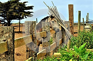 Beautiful shot of a lonely sad horse in a horse stud farm - missing the family