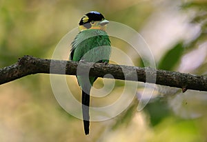 Long-tailed broadbill photo