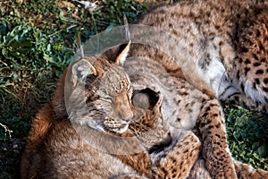 Beautiful shot of majestic brown lynx animes huddled together in a sunny forest photo