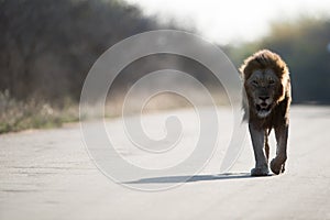 Beautiful shot of a male lion walking on the road with a blurred background