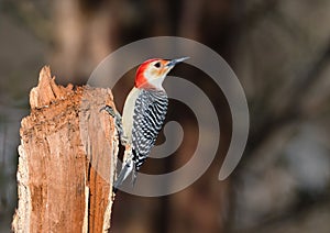 Beautiful shot of a male Red-Bellied Woodpecker, Clarksville, Tennessee