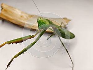 beautiful shot mantis