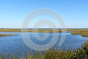 Beautiful shot of a marsh landscape