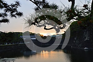 Beautiful shot of modern houses in Tokio seen through tree branches and sunset reflection on water photo