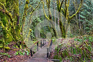 Beautiful shot of the mossy woods in the trailhead in Mt Hood National Forest, Oregon