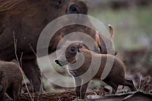 Beautiful shot of a mother african wild boar with her baby