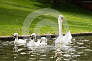 Beautiful shot of a mother swan with little swans on a lake