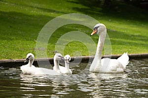 Beautiful shot of a mother swan with little swans on a lake