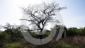 Beautiful shot of a mysterious scary dry tree against the blue sky - a scene from a scary movie.