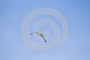 Beautiful shot of a northern gannet bird flying high above the sky