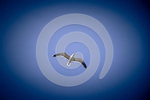 Beautiful shot of a northern gannet bird flying high above the sky