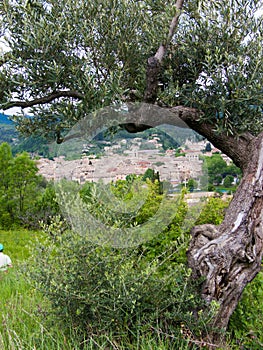 Beautiful shot of an olea tree and a town on background in France