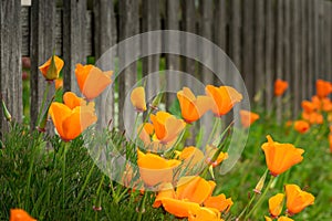 Beautiful shot of orange California poppy flowers growing in the homeyard