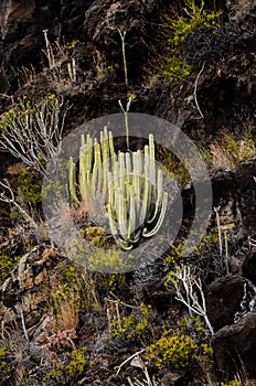 Beautiful shot of an organ pipe cactus