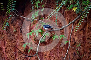 Beautiful shot of an oriental magpie-robin on a tree