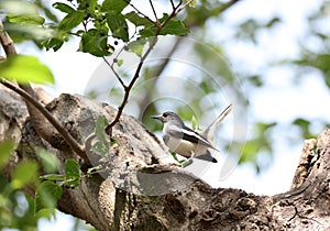 Orientel magpie-robin