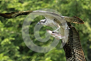 Beautiful shot of an Osprey in flight carrying fish in its talons