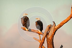 Beautiful shot of a pair of bald eagles perched on a branch