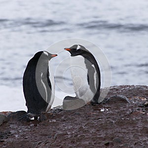 Beautiful shot of a pair of penguins on a seashore in Antarctica