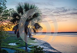 Beautiful shot of a palmetto tree near the coast at sunset