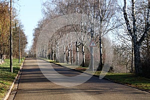 Beautiful shot of a pat surrounded with birch trees along the roadside in autumn