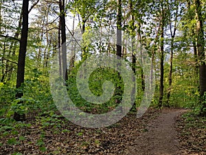 Beautiful shot of a path in the forest with tall trees