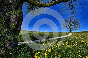 Beautiful shot of a pathway in the middle of the yellow flower field under a clear blue sky
