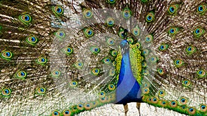 Beautiful shot of peacock with fully spread wing on display