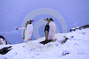 Beautiful shot of penguins standing on an ice floe in Danco Island