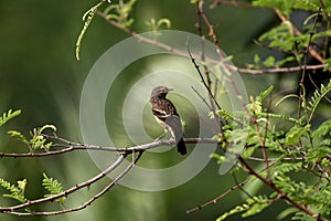 Pied bushchat saxicola caprata-juvenile