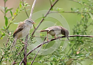 Plain prinia