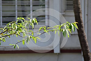 beautiful shot of a plant branch with greeny leaves