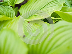 Beautiful shot of plantain lilies (hostas) with green ribbed leaves grown in a cluster