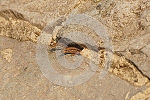 Beautiful shot of podarcis muralis - European wall lizards peaking from their hole