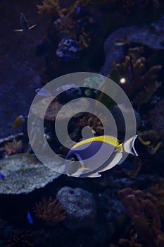 Beautiful shot of powder blue tang fish - aquarium photography