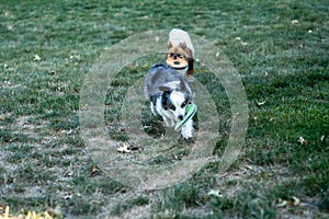 Beautiful shot of puppies  playing on the grass