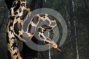 Python photo