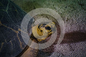 Beautiful shot of a radiated tortoise under the water