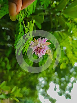 A Beautiful Shot Of Ratti Gunja Gunchi Chirmati Abrus Precatorius Abrus Indian Licorice Root Indian Ayurvedic Medicinal Flowers photo