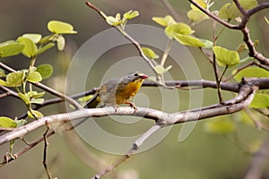 Red billed leiothrix