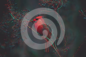 Beautiful shot of a red bird perched on a branch of a tree with a 3d effect