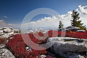 Beautiful shot of red plants in Bear Rocks in Dolly Sods