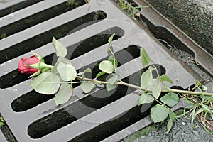 Beautiful shot of a red rose on the wet ground symbolizing rejection