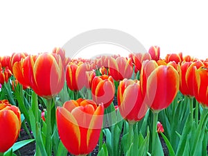 Beautiful shot of red tulips grown in the fiend under the bright sky