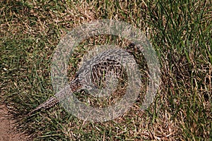 Beautiful shot of ring-necked pheasant bird on grassy field in autumn