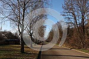 Beautiful shot of a road surrounded with birch trees along the roadside in autumnna