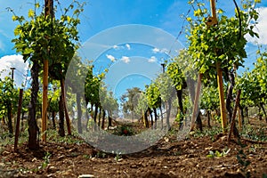 Beautiful shot of rows of vines growing on an agricultural field