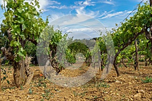 Beautiful shot of rows of vines growing on an agricultural field