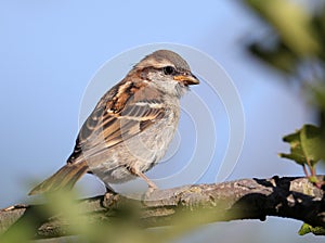 Russet sparrow photo