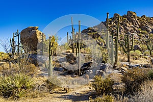 Beautiful shot of Saguaros in the Sonoran Desert of Arizona - perfect for background